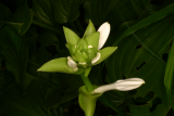 Hosta plantaginea var. japonica RCP9-06 128.jpg